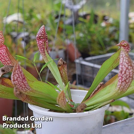 Sarracenia 'Wrigleyana' 3 Sarracenia 'Wrigleyana' - Image 3