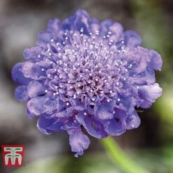 Scabiosa 'Blue'