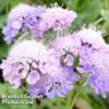 Scabiosa Columbaria 'Misty Butterflies'