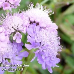 Scabiosa Columbaria 'Misty Butterflies' -Tulip Bloom SCAB KC9138 C
