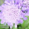 Scabiosa Columbaria 'Pincushion Blue'
