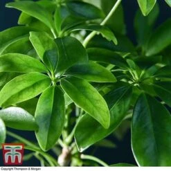 Schefflera Plant On Lava Rock In A Tray (Lova Plant) -Tulip Bloom SCH WKB4656 D