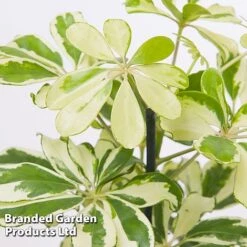 Schefflera Arboricola 'Charlotte' -Tulip Bloom SCHE CHARLOTTE W48796