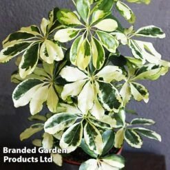 Schefflera Arboricola 'Charlotte' -Tulip Bloom SCHE CHARLOTTE W49342