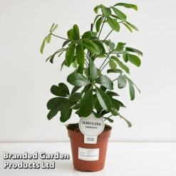 Schefflera Arboricola 'Nora' -Tulip Bloom SCHE NORA13CM T44733