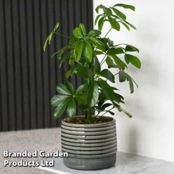 Schefflera Arboricola 'Nora'