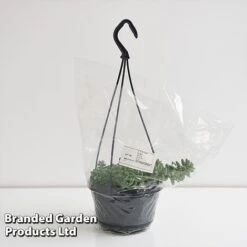 Sedum Morganianum 'Burrito' 11 Sedum Morganianum 'Burrito' -Tulip Bloom SEDU BURRI14CM T44717