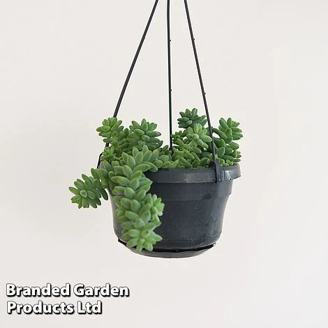 Sedum Morganianum 'Burrito' 2 Sedum Morganianum 'Burrito' - Image 2