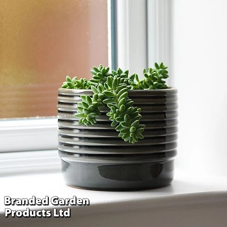 Sedum Morganianum 'Burrito' 1 Sedum Morganianum 'Burrito'