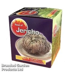 Selaginella Lepidophylla (Rose Of Jericho) -Tulip Bloom SELA 10CMGIFTB S47133