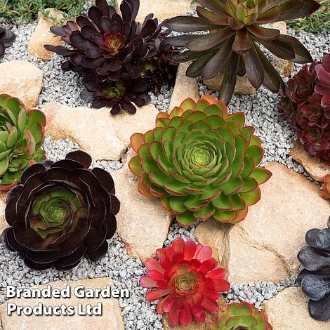 Semponium Collection 2 Semponium Collection - Image 2