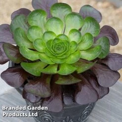 Semponium Collection 7 Semponium Collection -Tulip Bloom SEMP DESTINY S443632