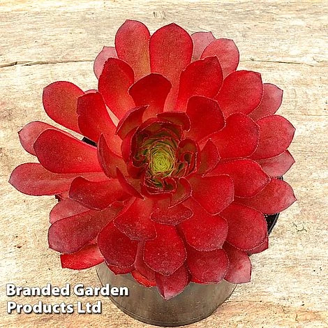 Semponium Collection 5 Semponium Collection - Image 5