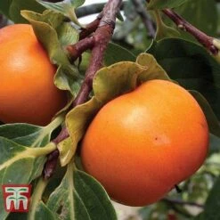 Tulip Bloom -Tulip Bloom SHAR T14149 A