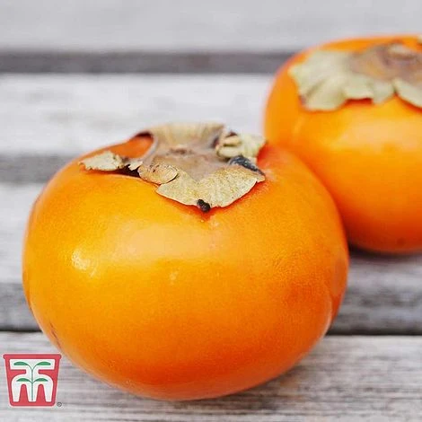 Sharon Fruit 'Fuyu' 1 Sharon Fruit 'Fuyu'