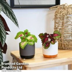 Solenostemon Scutellarioides 'Mix' -Tulip Bloom SOLE SCUTELLAR T47690