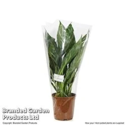 Spathiphyllum 'Diamond' -Tulip Bloom SPAT DIAMOND T48405