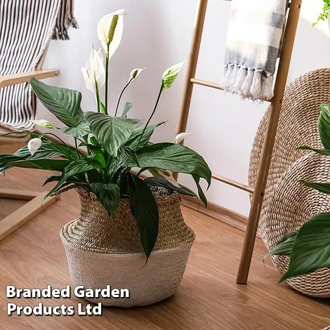 Spathiphyllum 'Sweet Silvio Air So Pure' 1 Spathiphyllum 'Sweet Silvio Air So Pure'
