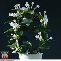 Stephanotis Floribunda On A Hoop -Tulip Bloom STEP KB2262 B
