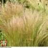 Stipa Tenuissima