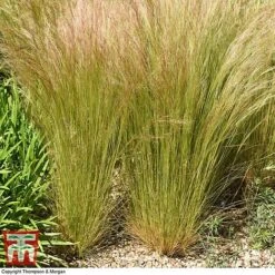 Stipa Tenuissima -Tulip Bloom STIP TKA0725 B