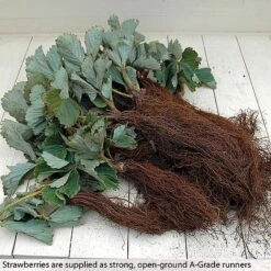 Strawberry Full Season Collection -Tulip Bloom STRA CWW3188 B h