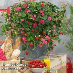 Grow Your Own Strawberry Collection -Tulip Bloom STRA TOSCANA S202161