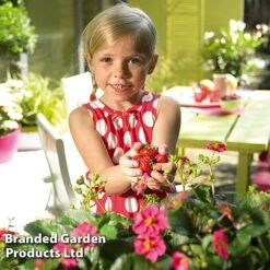 Grow Your Own Strawberry Collection -Tulip Bloom STRA TOSCANA S202181