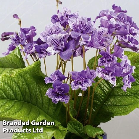 Streptocarpus 'Blue Frills' 2 Streptocarpus 'Blue Frills' - Image 2