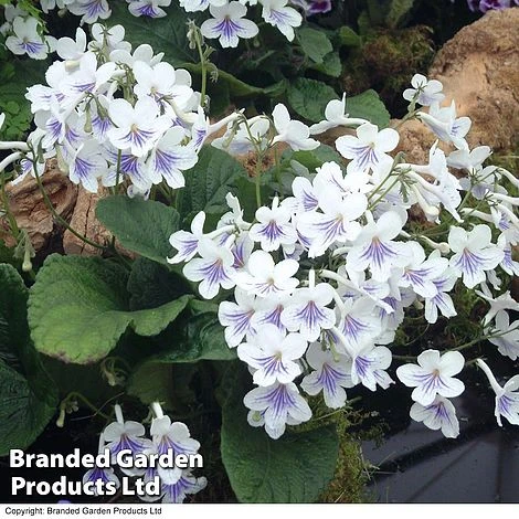 Streptocarpus 'Gwen' 1 Streptocarpus 'Gwen'