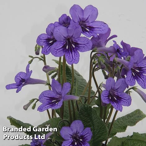 Streptocarpus 'Lucille' 1 Streptocarpus 'Lucille'