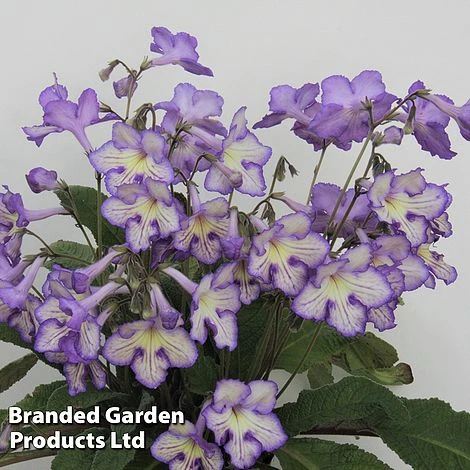 Streptocarpus 'Mabel' 1 Streptocarpus 'Mabel'