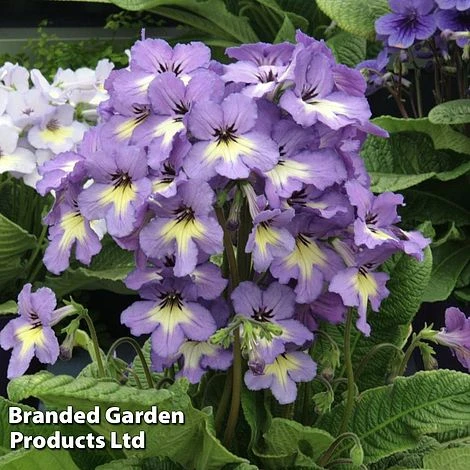 Streptocarpus 'Natalie' 1 Streptocarpus 'Natalie'