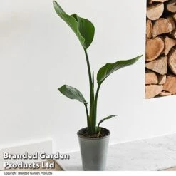 Strelitzia Nicolai 15 Strelitzia Nicolai -Tulip Bloom STRE NICOLAI T52492