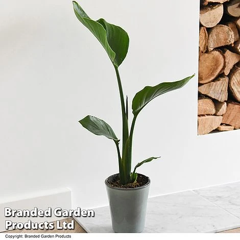 Strelitzia Nicolai 5 Strelitzia Nicolai - Image 5