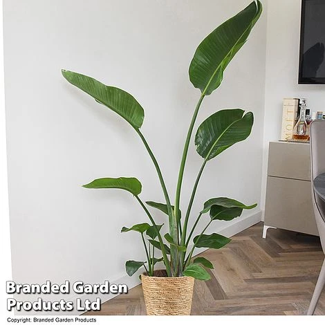 Strelitzia Nicolai 4 Strelitzia Nicolai - Image 4