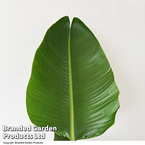 Strelitzia Nicolai 11 Strelitzia Nicolai - Image 11