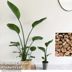 Strelitzia Nicolai 13 Strelitzia Nicolai -Tulip Bloom STRE NICOLAI T52500