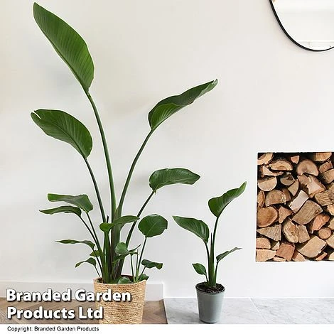 Strelitzia Nicolai 3 Strelitzia Nicolai - Image 3