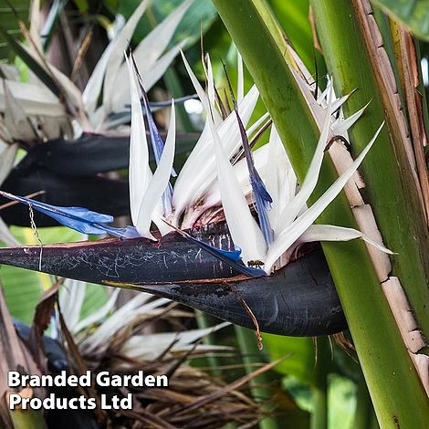 Strelitzia Nicolai 2 Strelitzia Nicolai - Image 2