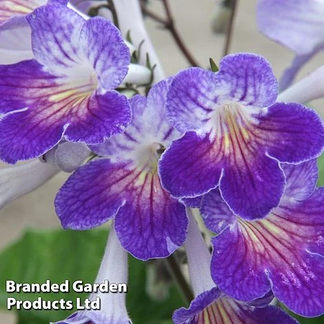 Streptocarpus 'Zoe' 1 Streptocarpus 'Zoe'