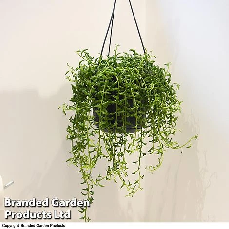 Senecio Peregrinus 'String Of Dolphins' 2 Senecio Peregrinus 'String Of Dolphins' - Image 2