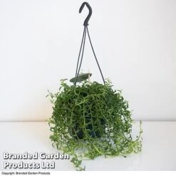 Senecio Peregrinus 'String Of Dolphins' 8 Senecio Peregrinus 'String Of Dolphins' -Tulip Bloom STRI DOLP D