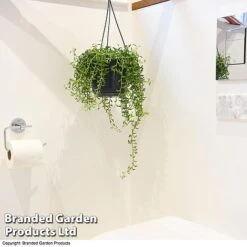 Senecio Peregrinus 'String Of Dolphins' 9 Senecio Peregrinus 'String Of Dolphins' -Tulip Bloom STRI DOLP E