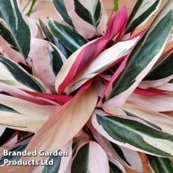 Stromanthe Sanguinea 'Triostar' -Tulip Bloom STRO TRIOSTAR KF1299 B