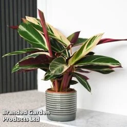 Stromanthe Sanguinea 'Triostar'