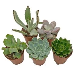 5 Succulent Starter Plant Collection Indoor Cacti Houseplants Terrarium Plants -Tulip Bloom SUCC 4