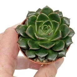 5 Succulent Starter Plant Collection Indoor Cacti Houseplants Terrarium Plants -Tulip Bloom SUCC 9