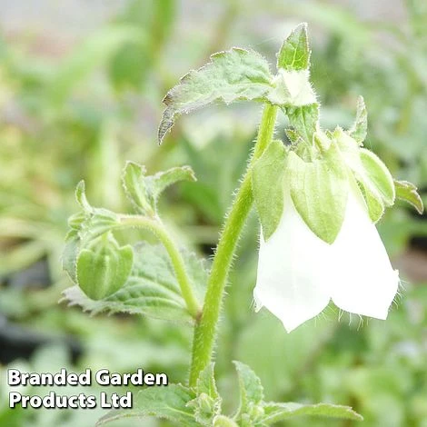 Symphyandra Pendula 'Fringe Cups' 1 Symphyandra Pendula 'Fringe Cups'