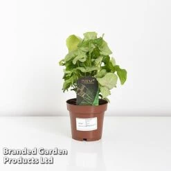 Syngonium 'Confetti' -Tulip Bloom SYNG CONFETTI WKF1207 D